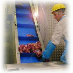 Food Handling Conveyor